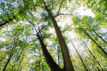 Crowns of park trees