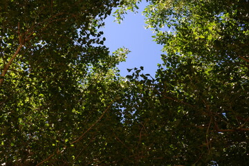 Vista del cielo desde claro en el bosque