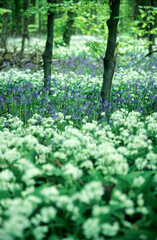 Close up view of white wild garlic plants on forest floor and bluebells growing between young trees.