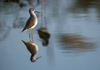 Marsh Sandpiper and black winged stilt reflection , Bahrain