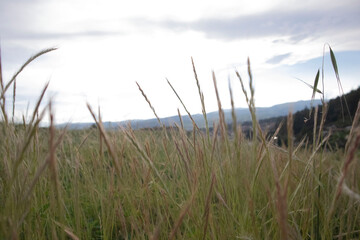 naturaleza en la ciudad 