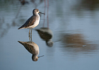 Marsh Sandpiper and black winged stilt , Bahrain