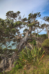 Fototapeta na wymiar Old Trees over beach and sea in New Zealand