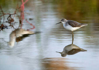 Marsh Sandpiper  and reflection, Bahrain