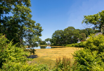 Fototapeta na wymiar Pond overgrown with green duckweed in East Greenwich, RI, on a summer day.
