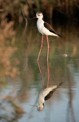 Black-winged Stilt and reflection , Bahrain