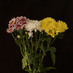 Chrysanthemum on a black background