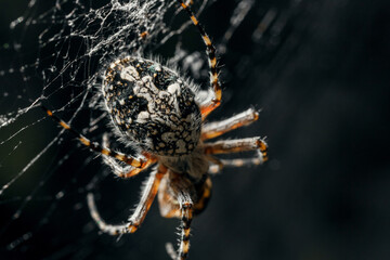 Spider on the web.