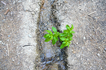tiny water stream gives life to the drought soil top view