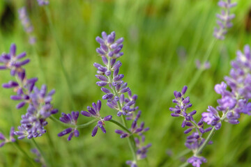 Natural background of lavender branches with lilac flowers on a blurred background.