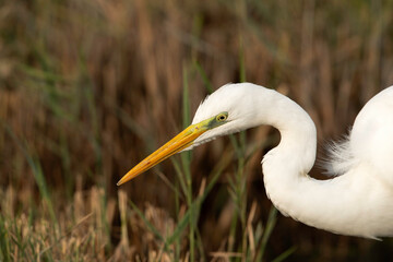 Closeup of a Great Egret, Bahrain