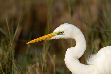 Portrait of a Great Egret, Bahrain
