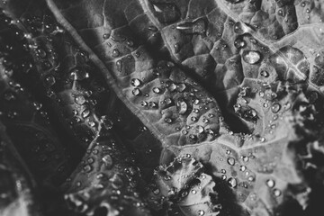 Fresh curly kale salad over dark rustic background.