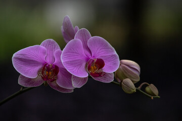 Phalaenopsis orchid flowers. Tropical flowers. Holiday, Women's Day, flowers cards.