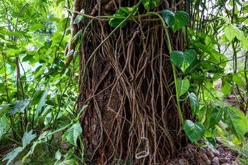 Old Creepy Tree Branch with tangled small branches and roots. Wallpaper Background and Texture. 