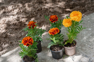 Marigold seedlings in small pots in the garden. Marigolds for planting in the ground. Gardening.