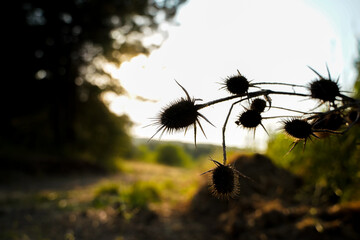 teasel plant silhouette through the sunset