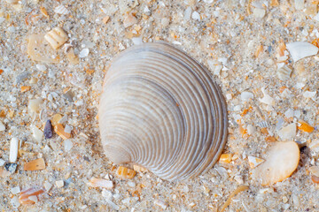 shell on the sand
