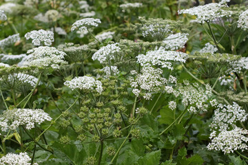 Wild giant Hogweed plant with flowering. Heracleum. Poisonous plant. A giant dangerous allergic plant grows in a field. Poisonous perennial grass in the meadow