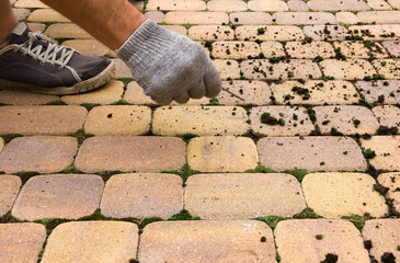 Man cleans the street tile from the moss. Restoring order in the garden, pulling moss and dirty...