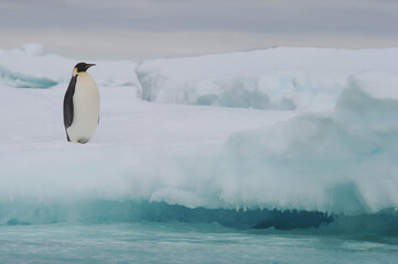 Fototapeta premium Emperor penguin (Aptenodytes forsteri)