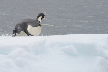 Emperor penguin (Aptenodytes forsteri)