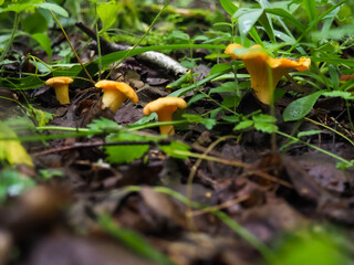 beautiful chanterelle mushrooms in the forest close-up. search for mushrooms in the forest
