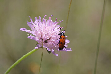 Blister beetle (family Meloidae) are beetles so called for their defensive secretion of a blistering agent, cantharidin.  Some are aposematically colored (black and red), announcing their toxicity.