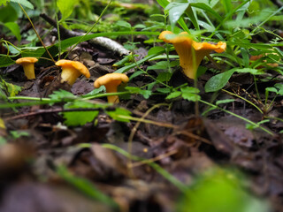 beautiful chanterelle mushrooms in the forest close-up. search for mushrooms in the forest