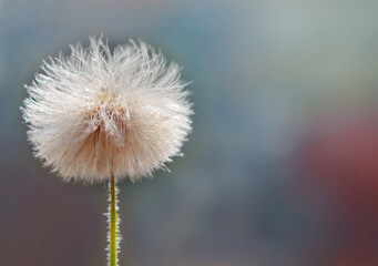 Small disheveled dandelion on a colored background