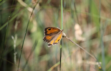 A specimen of the meadow brown (Maniola jurtina) a butterfly found in the Palearctic realm, observed in the Cantabrian mountains (North of Spain)