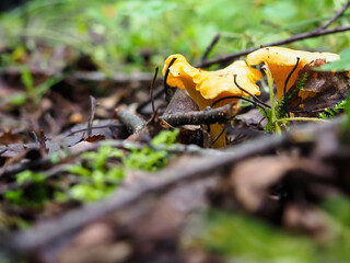 beautiful chanterelle mushrooms in the forest close-up. search for mushrooms in the forest