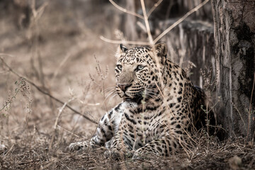 Fine art image of Huge wild male leopard or panther or panthera pardus fusca in central india forest