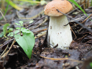 beautiful white mushroom in the forest. search for mushrooms. hobby
