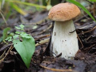 beautiful white mushroom in the forest. search for mushrooms. hobby
