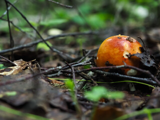  red mushroom Russula in the woods. search for mushrooms. hobby