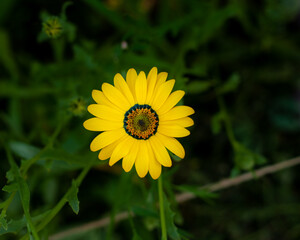 Yellow Dimorphotheca flower growing in a garden. Looks like yellow camomile or daisy