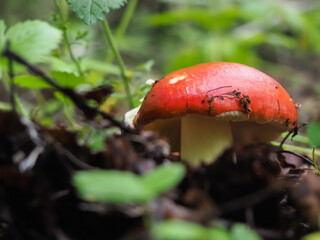 red mushroom Russula in the woods. search for mushrooms. hobby