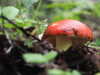  red mushroom Russula in the woods. search for mushrooms. hobby