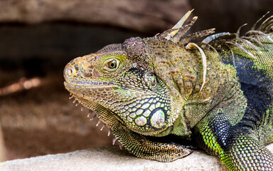 A Green iguana (Iguana iguana) can grow up to an amazing 1.7 metres (about 5.6 feet) in length. They are native to the Americas but have spread, sadly, to many places in Asia escaping from collectors.