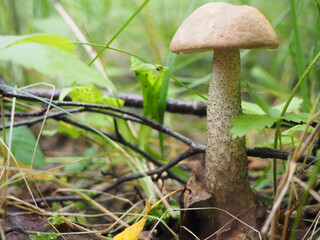 mushroom podberezovik in the grass in the forest. hobby. mushroom picking.