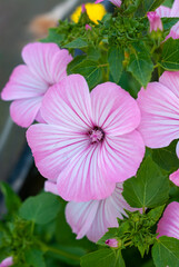 Lavatera pink flower blooms in a summer garden. Also known as wild rose or khatma