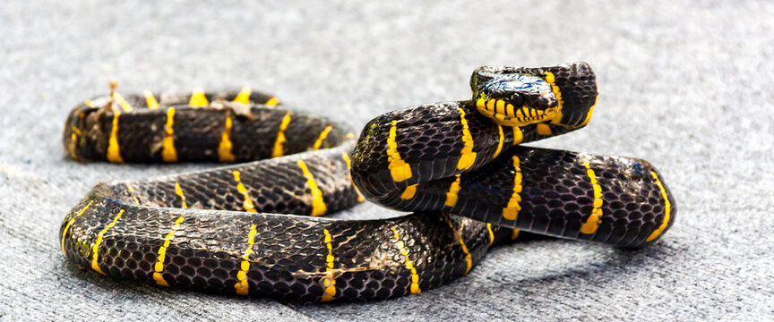 The Mangrove cat snake (Boiga dendrophila) is only mildly venomous. On one hand they seem very dangerous (colours like a whasp) but on the other they are so beautiful.