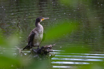 Kormoran