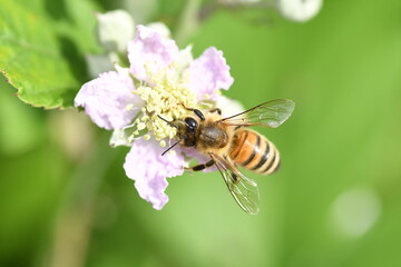Ape (Apis mellifera)