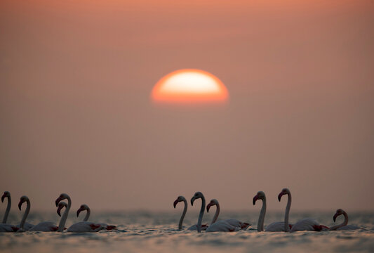 Greater Flamingos wading at sunrise, Bahrain © Dr Ajay Kumar Singh