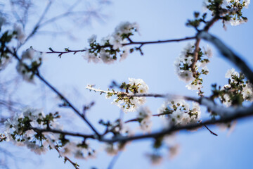 Blossoming cherry tree branches: spring time concept