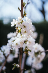 Blossoming cherry tree branches: spring time concept