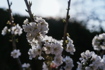 Blossoming cherry tree branches: spring time concept