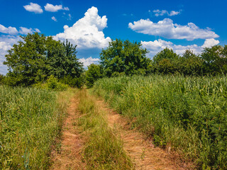 A field with growing green young corn and an old dirt road on a sunny summer day with a blue sky with white clouds.